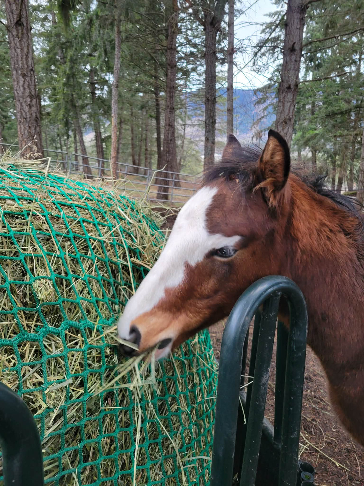 NomNom Knotless Heavy-Duty Hay Round Bale Net