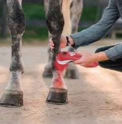 Handheld class 3B cold laser for equine tendon therapy