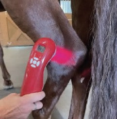 Handheld class 3B cold laser for equine tendon therapy
