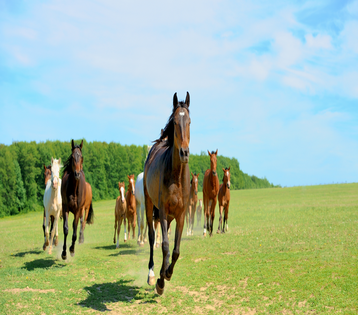 Equestrian 20oz Skinny Tumbler - Design 16
