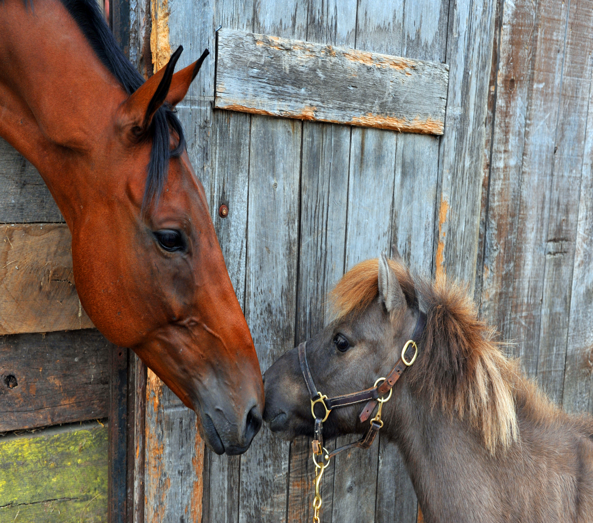 Equestrian 20oz Skinny Tumbler - Design 26