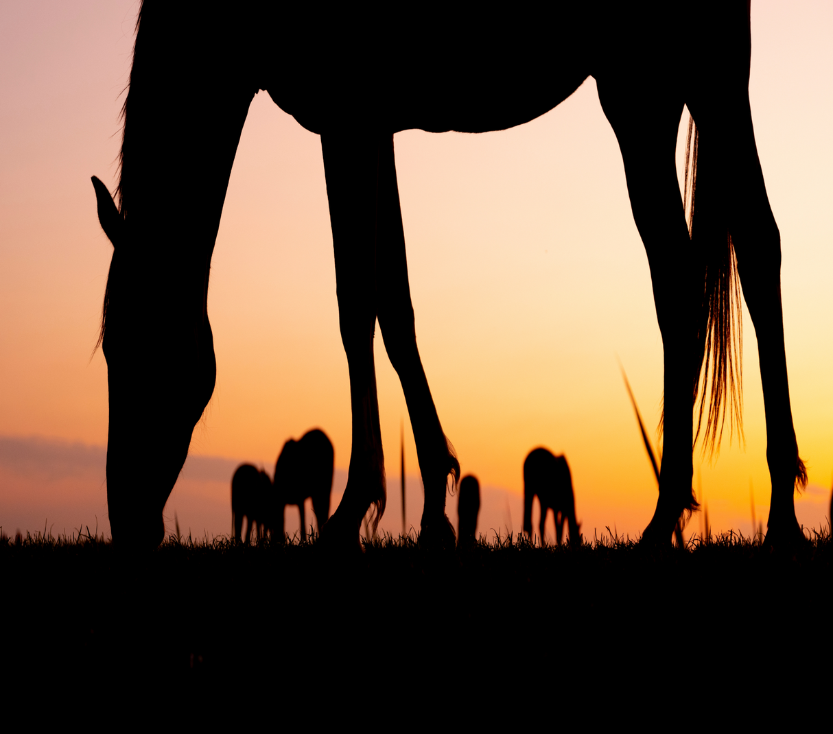 Equestrian 20oz Skinny Tumbler - Design 27
