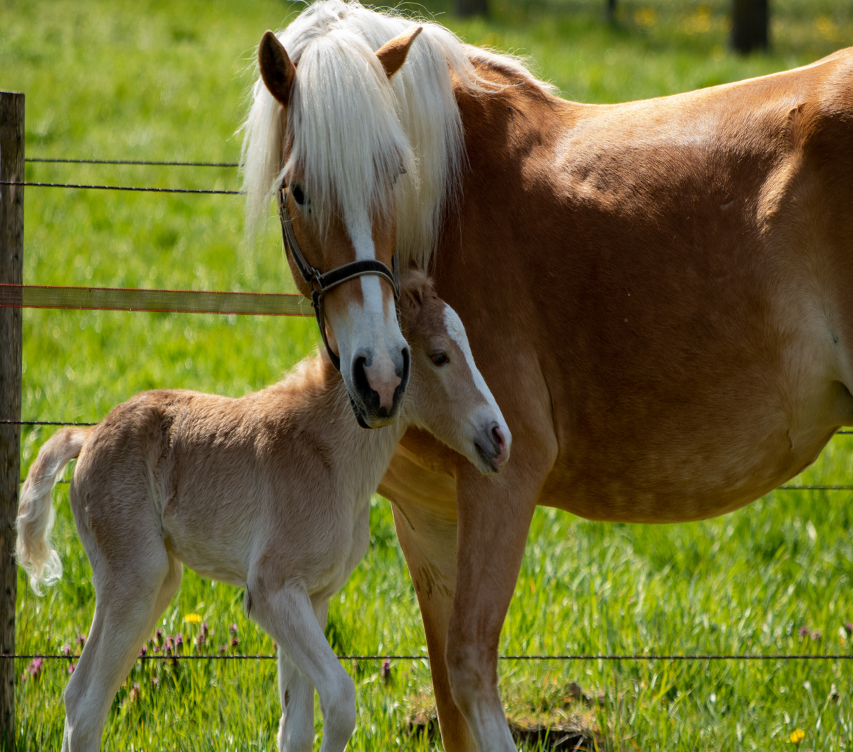 Equestrian 20oz Skinny Tumbler - Design 42