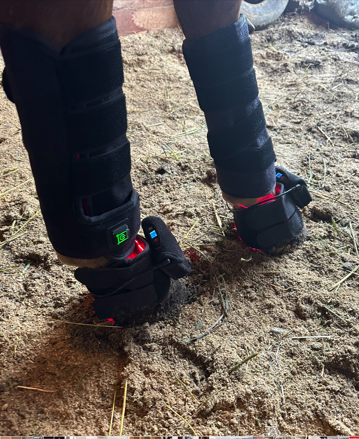 hoof LED therapy pad for horses