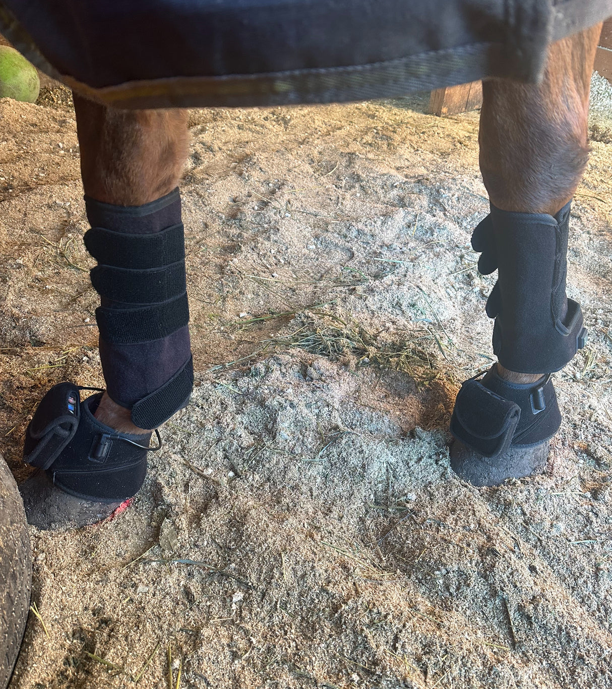 hoof LED therapy pad for horses