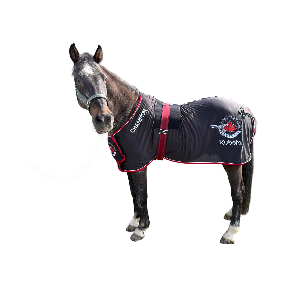 “Horse wearing red light therapy pad on back”
“Near-infrared LED pad treating equine neck soreness”
“Cordless back and neck LED therapy for horses in barn”
“SV Equine Therapy pad reducing inflammation in horse’s shoulders”