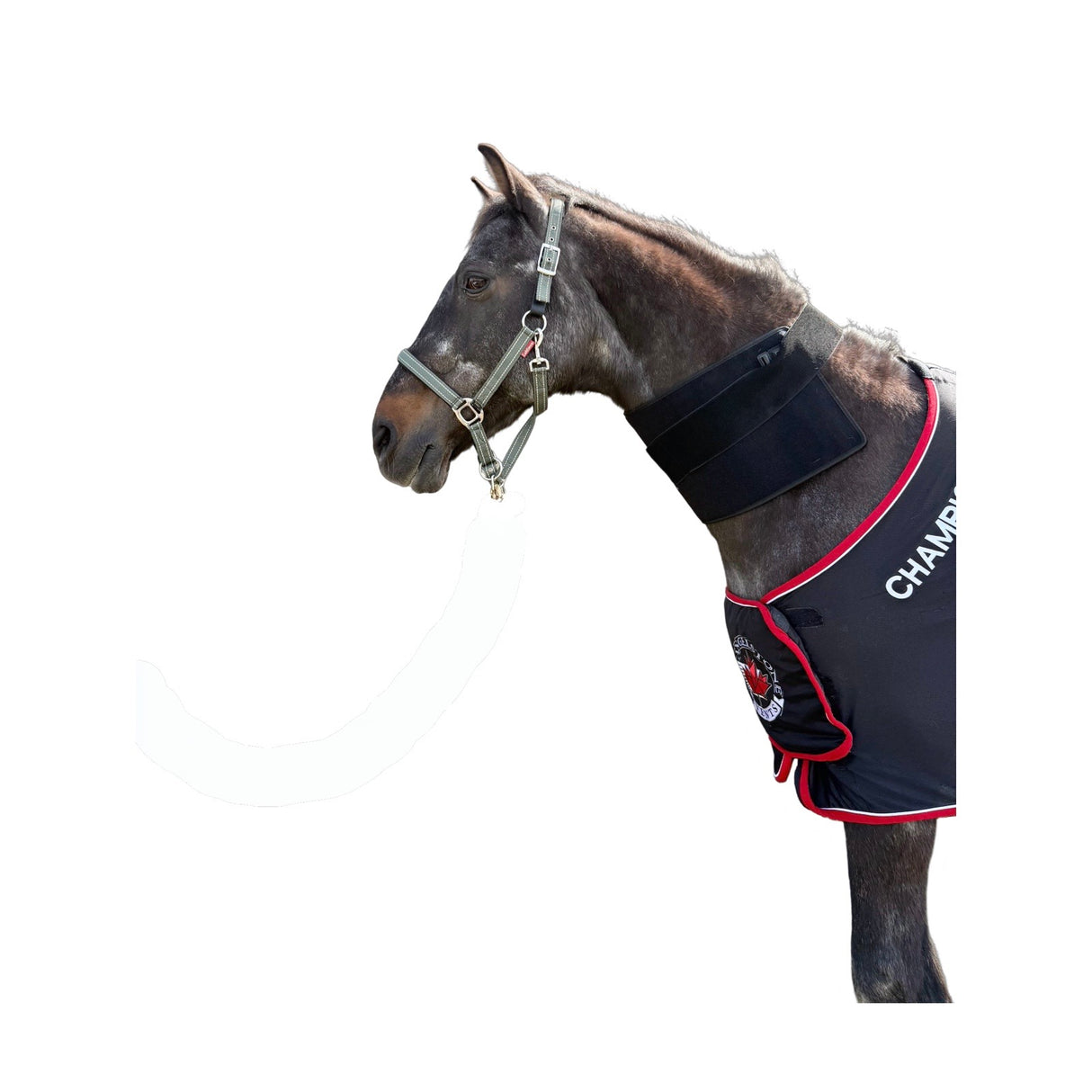 “Horse wearing red light therapy pad on back”
“Near-infrared LED pad treating equine neck soreness”
“Cordless back and neck LED therapy for horses in barn”
“SV Equine Therapy pad reducing inflammation in horse’s shoulders”