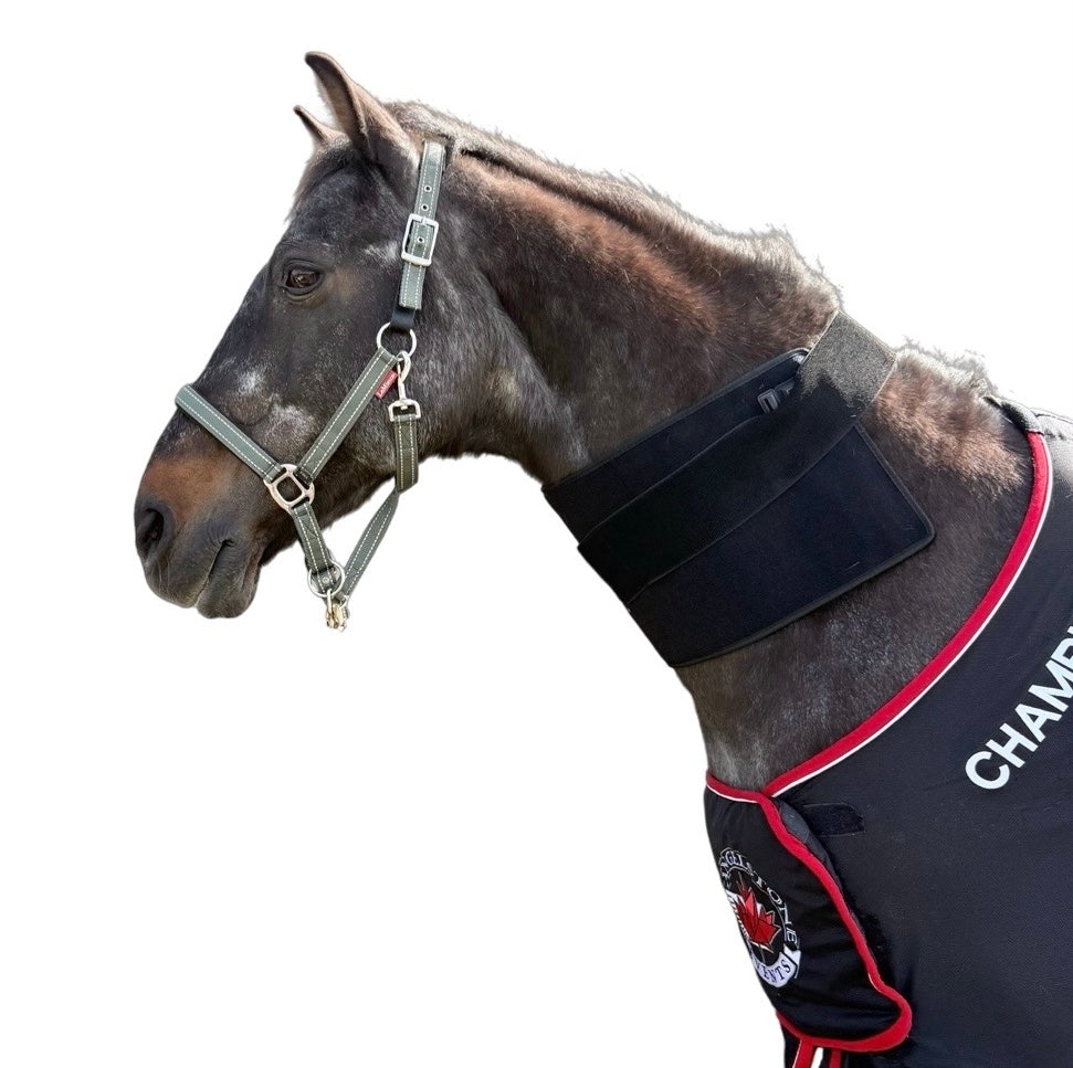 “Horse wearing red light therapy pad on back”
“Near-infrared LED pad treating equine neck soreness”
“Cordless back and neck LED therapy for horses in barn”
“SV Equine Therapy pad reducing inflammation in horse’s shoulders”
