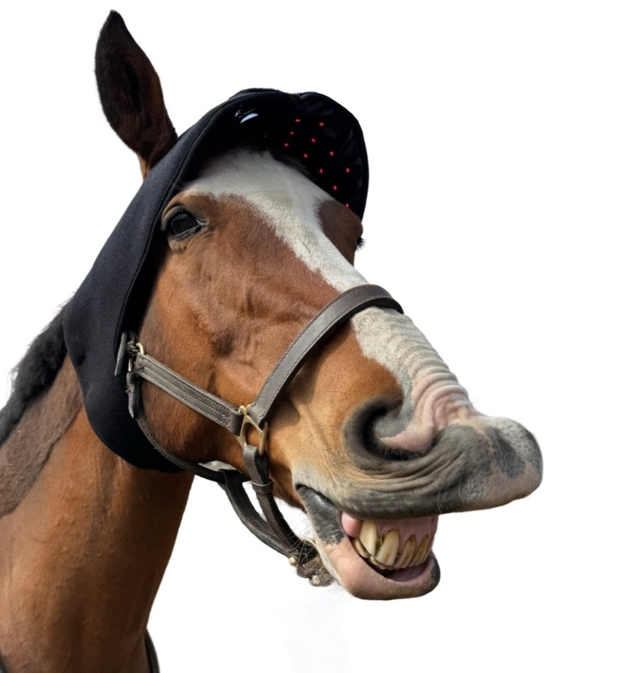 “Horse wearing red light therapy bonnet pad on poll region”
“Equine TMJ near-infrared LED pad close-up”
“Wireless calming LED bonnet for nervous horse before trailering”
“SV Equine Therapy head and poll light therapy device in use”