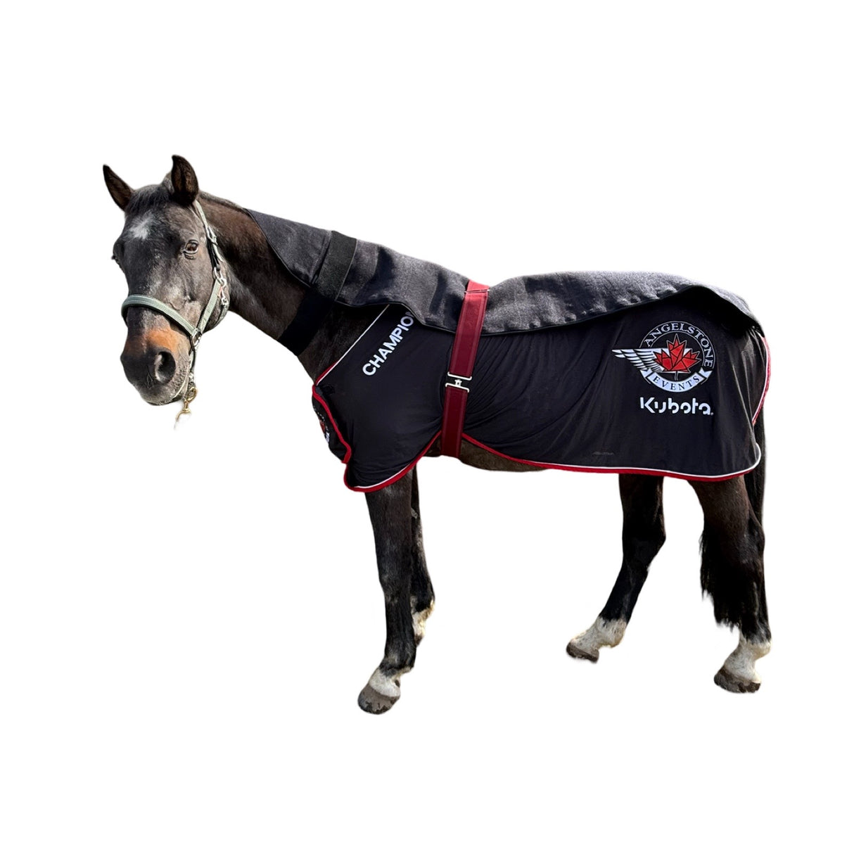 SV Equine Therapy ACTIVE XX-Large LED Light Therapy Pad β Red & Infrared Full-Back / Abdomen Panel for Horses & Riders