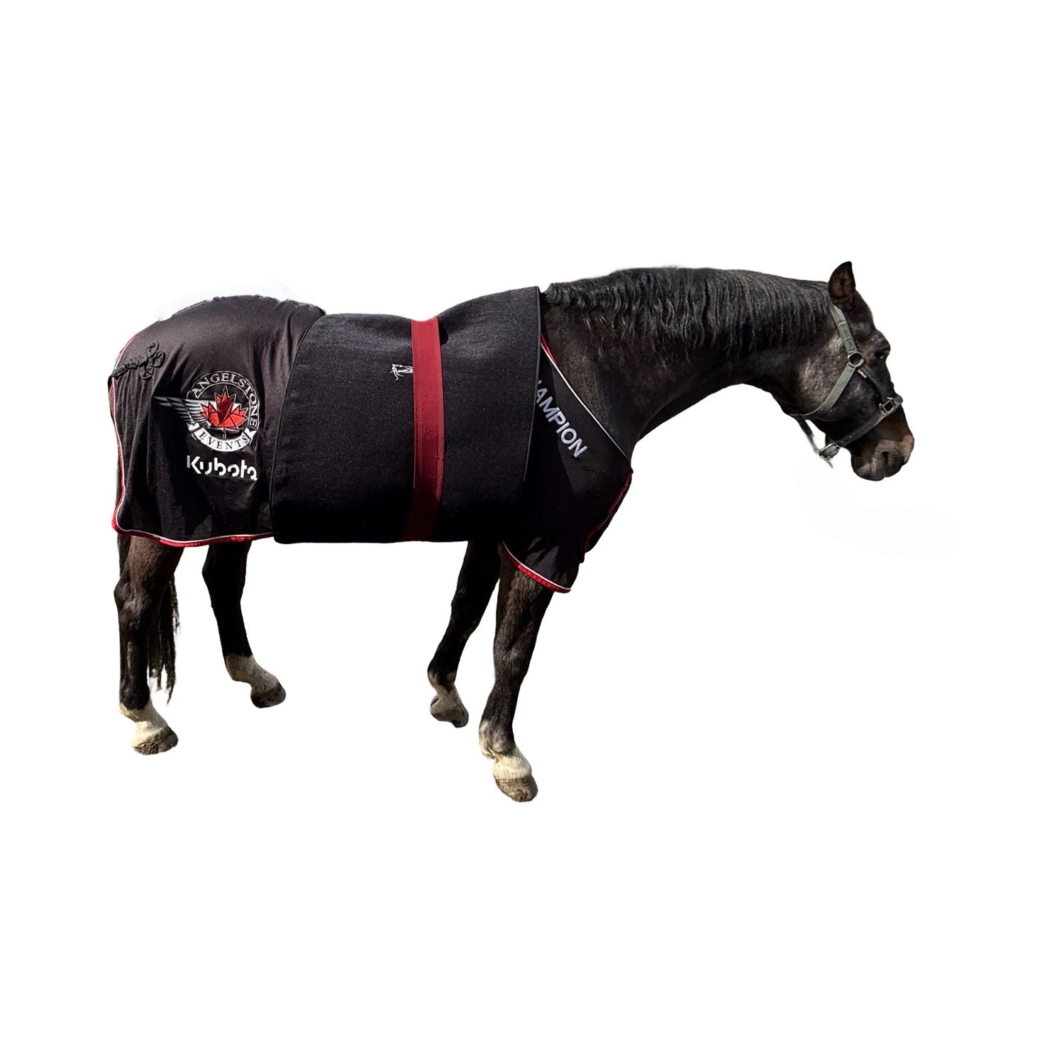SV Equine Therapy ACTIVE XX-Large LED Light Therapy Pad β Red & Infrared Full-Back / Abdomen Panel for Horses & Riders