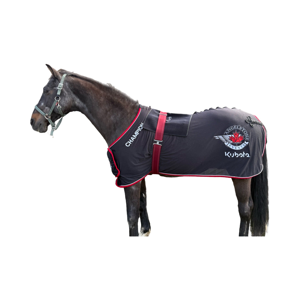 Horse using large square LED therapy pad on back”
“Equine red light therapy pad with PVC cover and velcro straps”
“Infrared therapy pad treating horse loins and stifles”
“Cordless square light therapy pad for horses with back pain