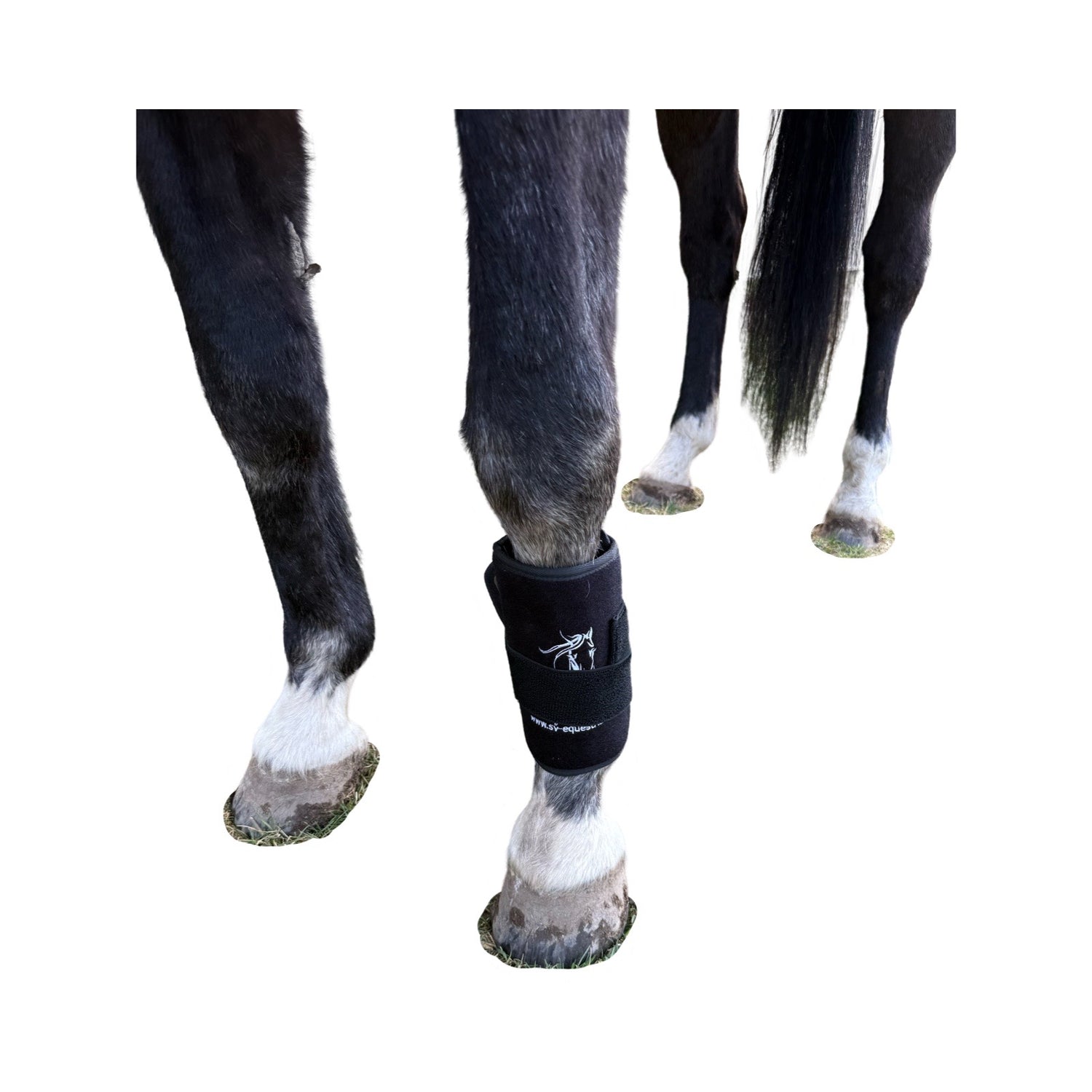 “Horse using LED red light therapy pad on back”
“Equine infrared light therapy for stifle injury”
“All-Rounder LED therapy pad for horse legs and soft tissue recovery”
“SV Equine Therapy pad for inflammation and mobility”
