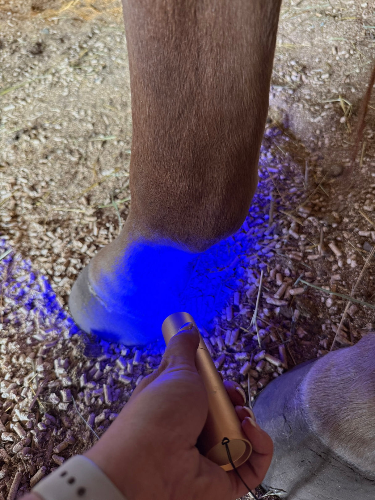 Equine blue light therapy torch for inflammation and wound healing