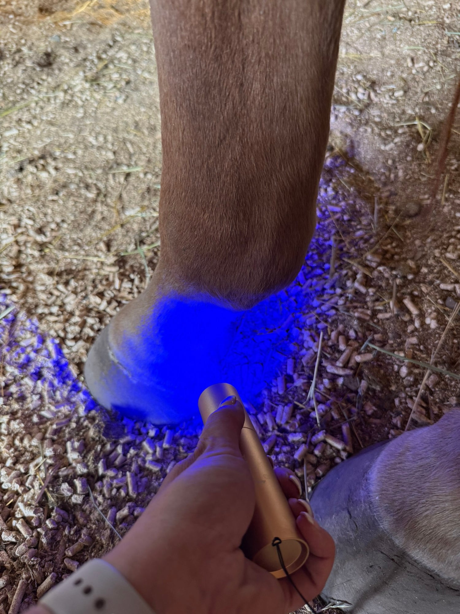 Equine blue light therapy torch for inflammation and wound healing