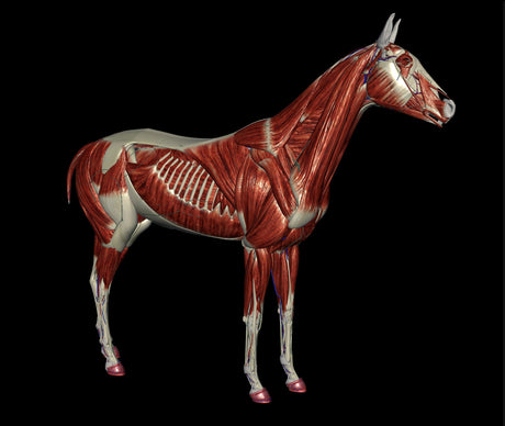 Equine Body Workers & Therapists in Canada