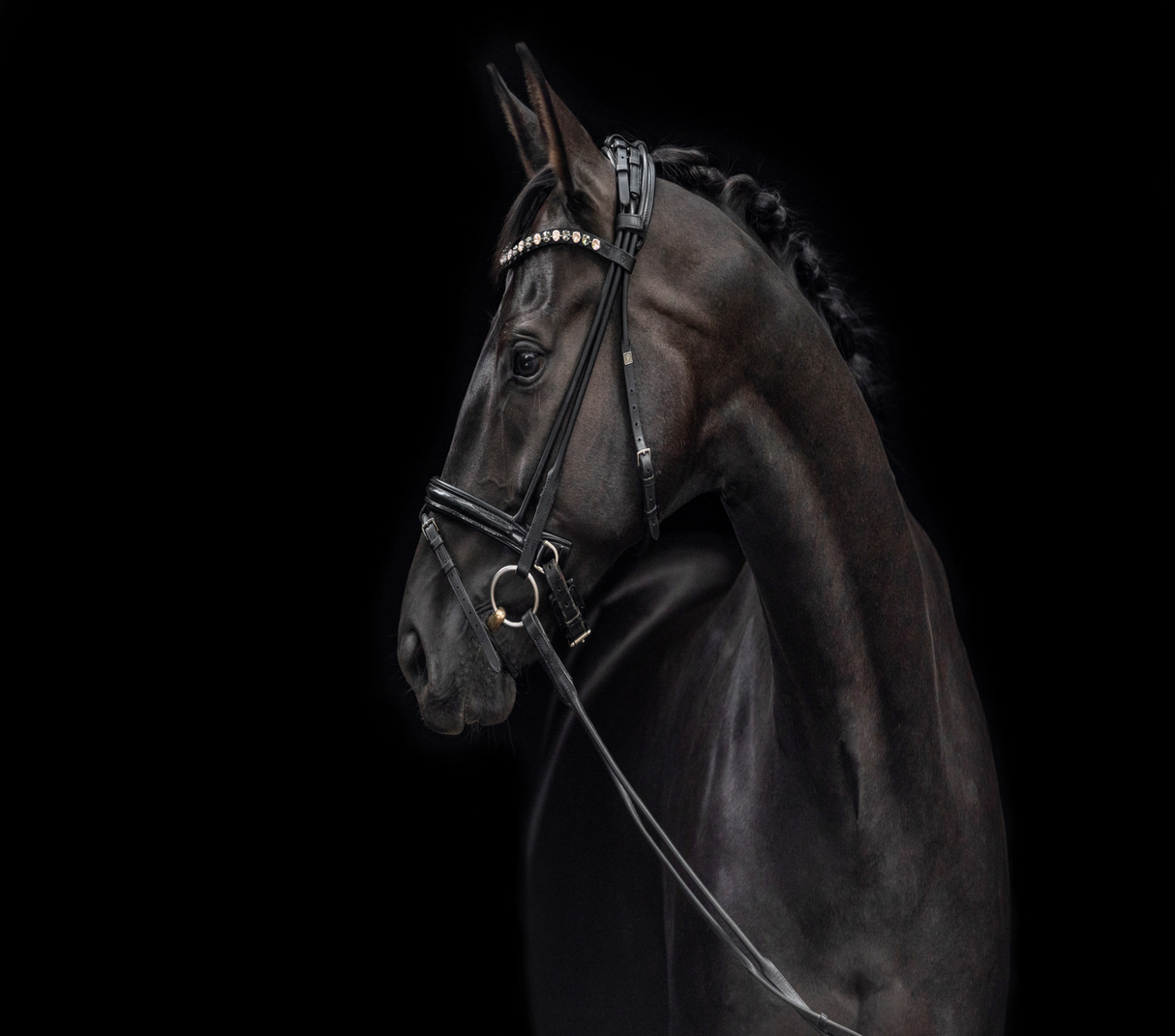 Equestrian 20oz Skinny Tumbler - Design 15