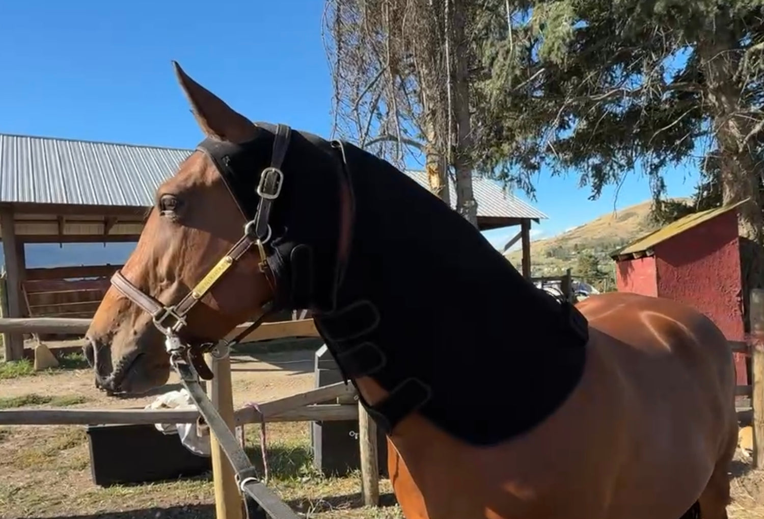 Horse wearing the SV Equine Therapy Lux Neck Light Therapy Pad and LUX Poll Cap
