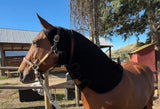 Horse wearing the SV Equine Therapy Lux Neck Light Therapy Pad and LUX Poll Cap
