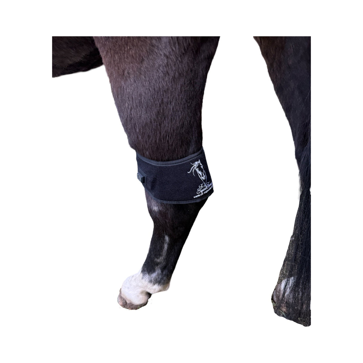 “Infrared LED pad treating hock inflammation”
