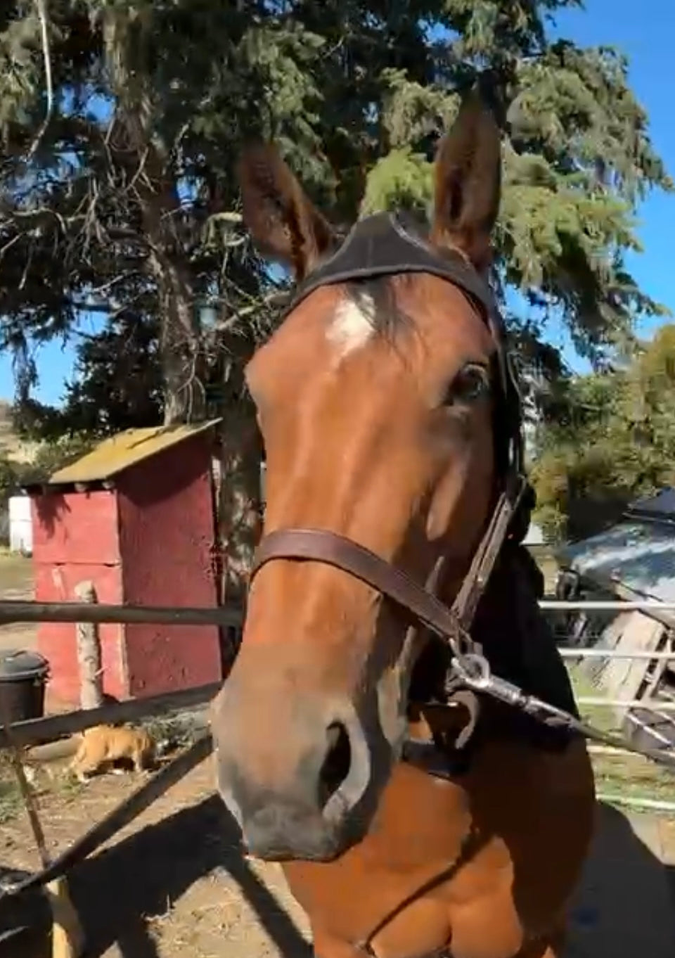 SV Equine Therapy LUX LED Calming Horse Bonnet