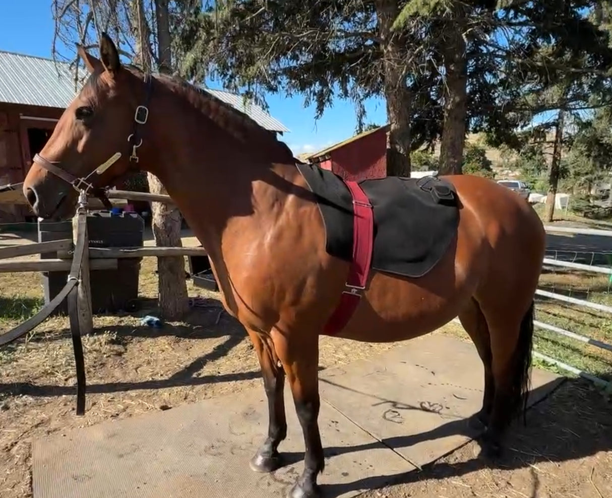 SV Equine Therapy LUX Neck LED Light Therapy Pad