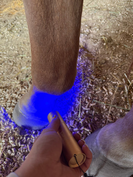 Equine blue light therapy torch for inflammation and wound healing