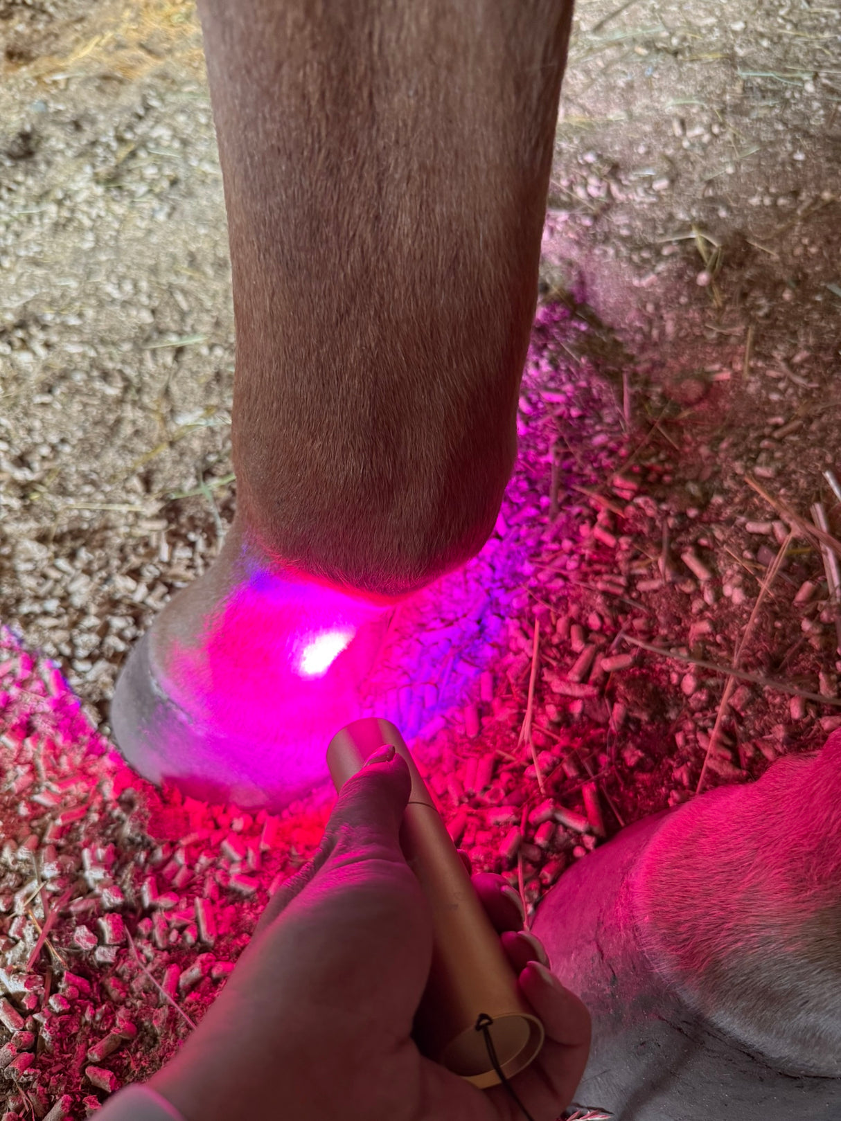 SV Equine Therapy Red and Blue Light Therapy Torch
