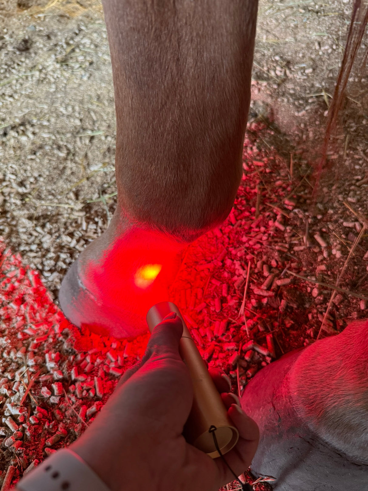 SV Equine Therapy Red and Blue Light Therapy Torch