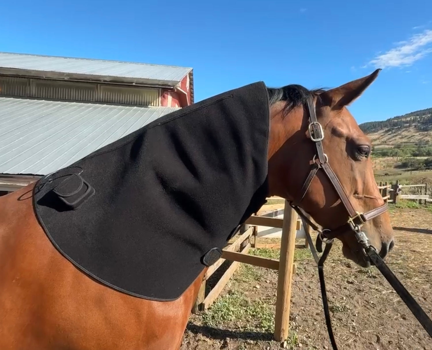 Horse wearing the SV Equine Therapy Lux Neck Light Therapy Pad