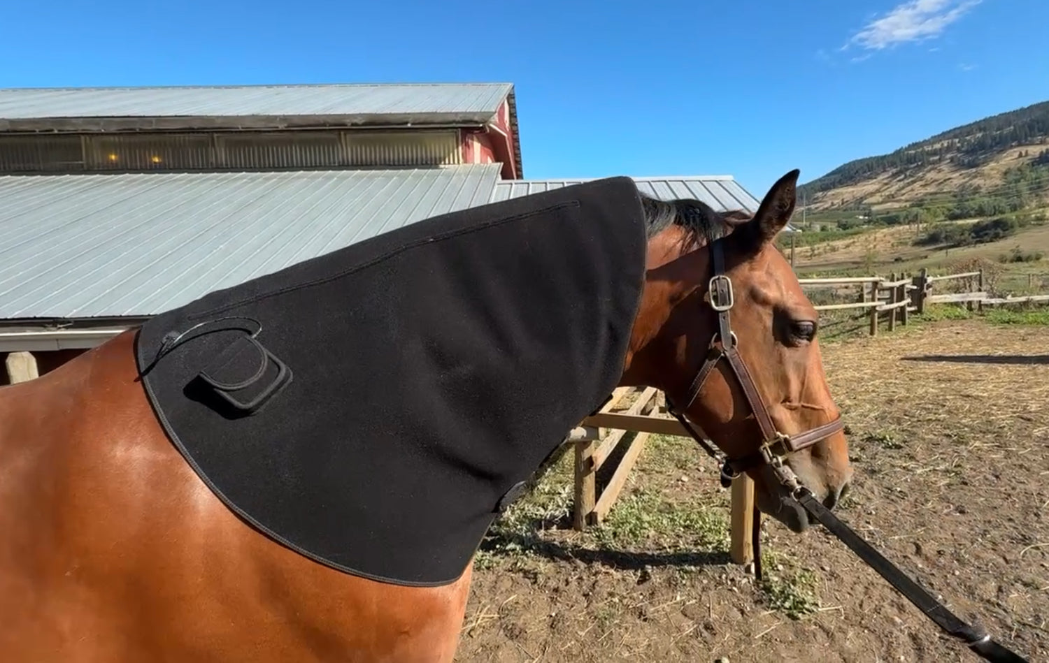 Horse wearing the SV Equine Therapy Lux Neck Light Therapy Pad