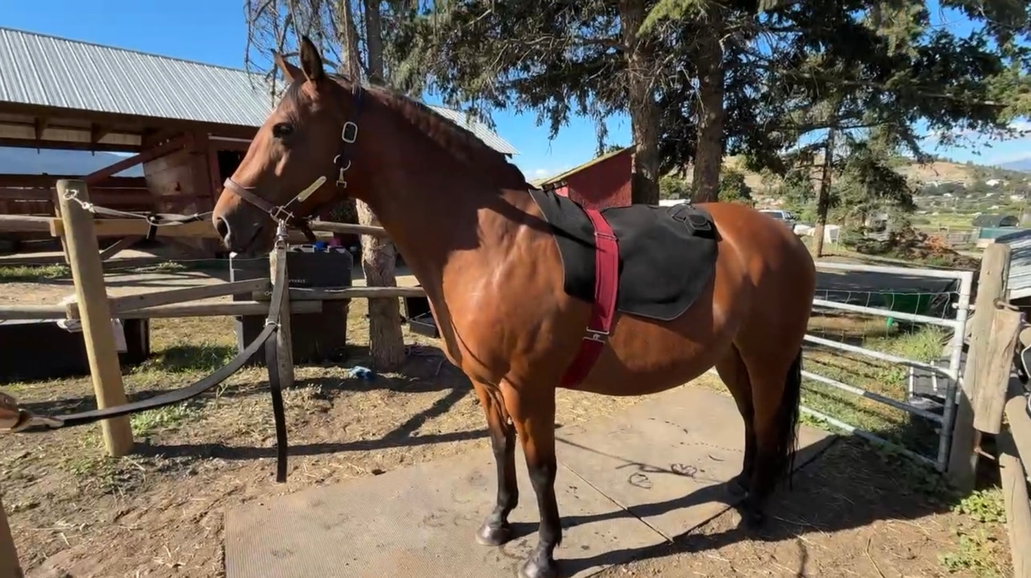 SV Equine therapy Lux Neck Pad on Back