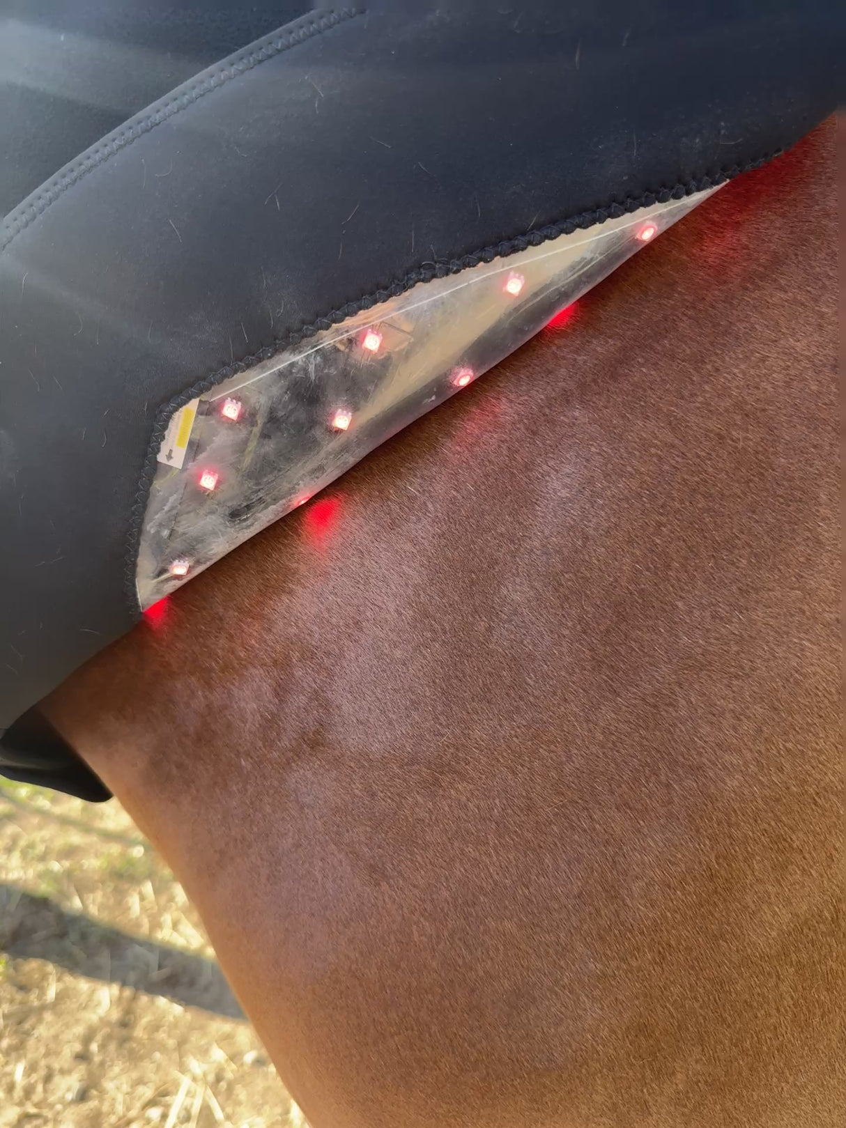 SV Equine Therapy LUX Neck LED Light Therapy Pad