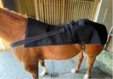 SV Equine Therapy LUX Back & Pelvis  LED Light Therapy Pad